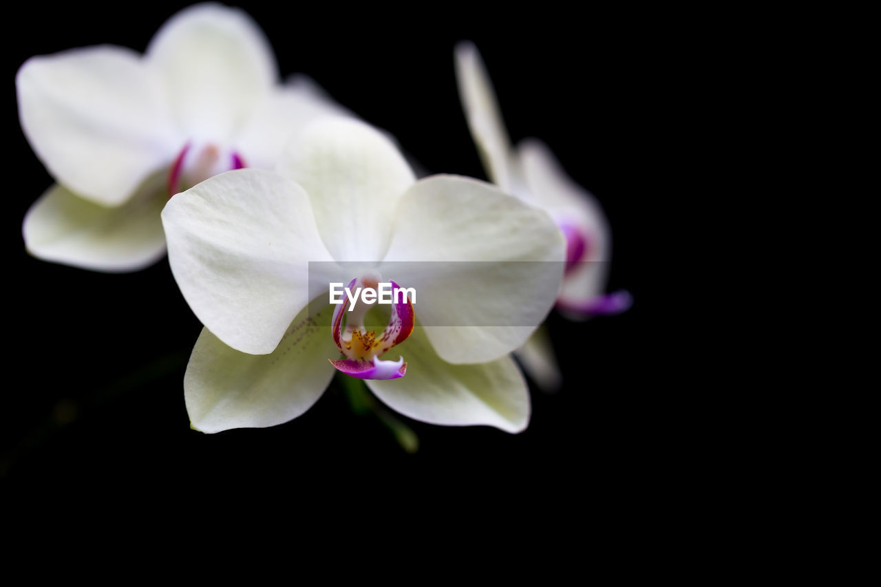 CLOSE-UP OF PURPLE ORCHIDS AGAINST BLACK BACKGROUND