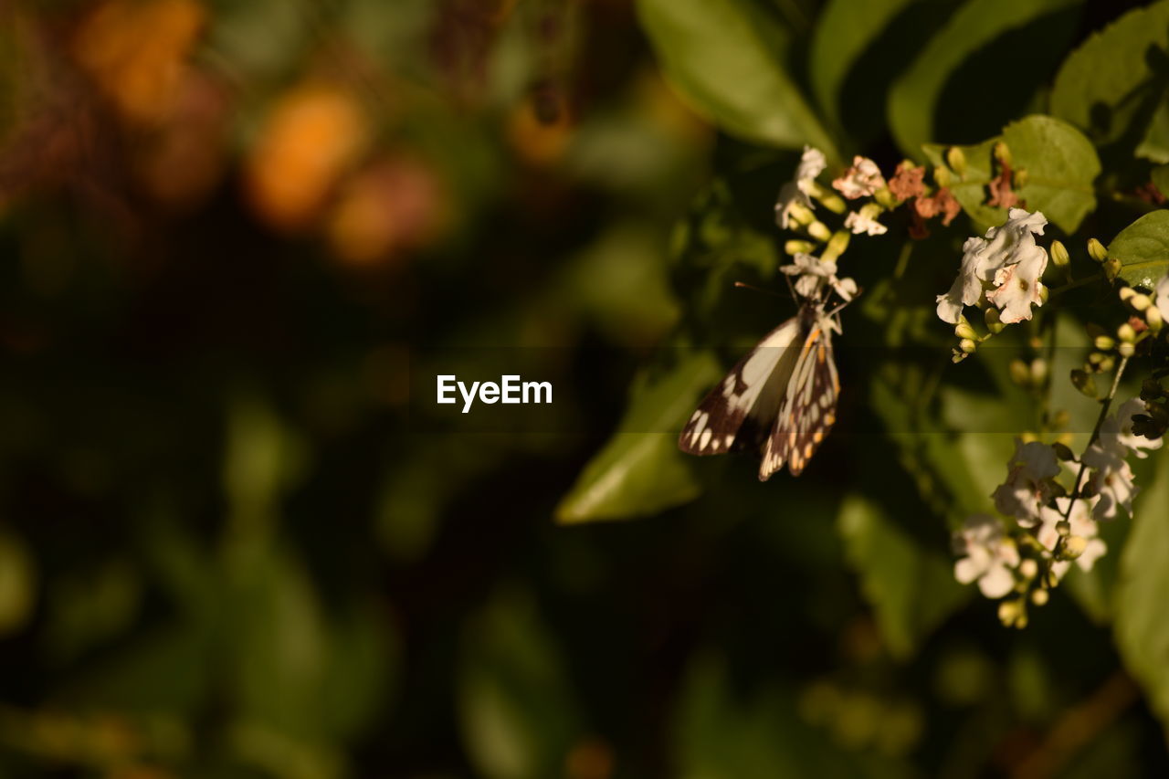 CLOSE-UP OF BUTTERFLY ON FLOWER