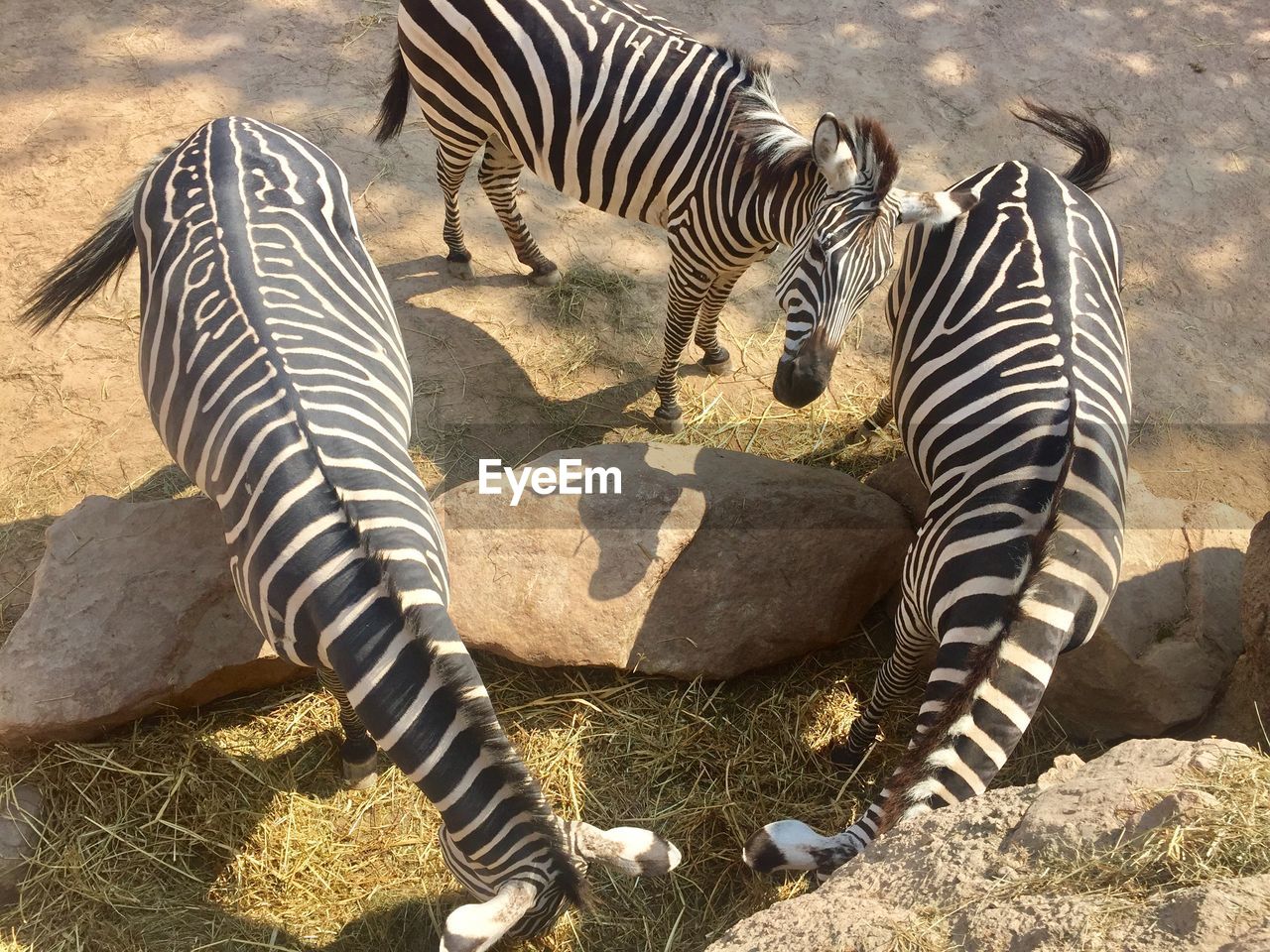 High angle view of zebras in zoo
