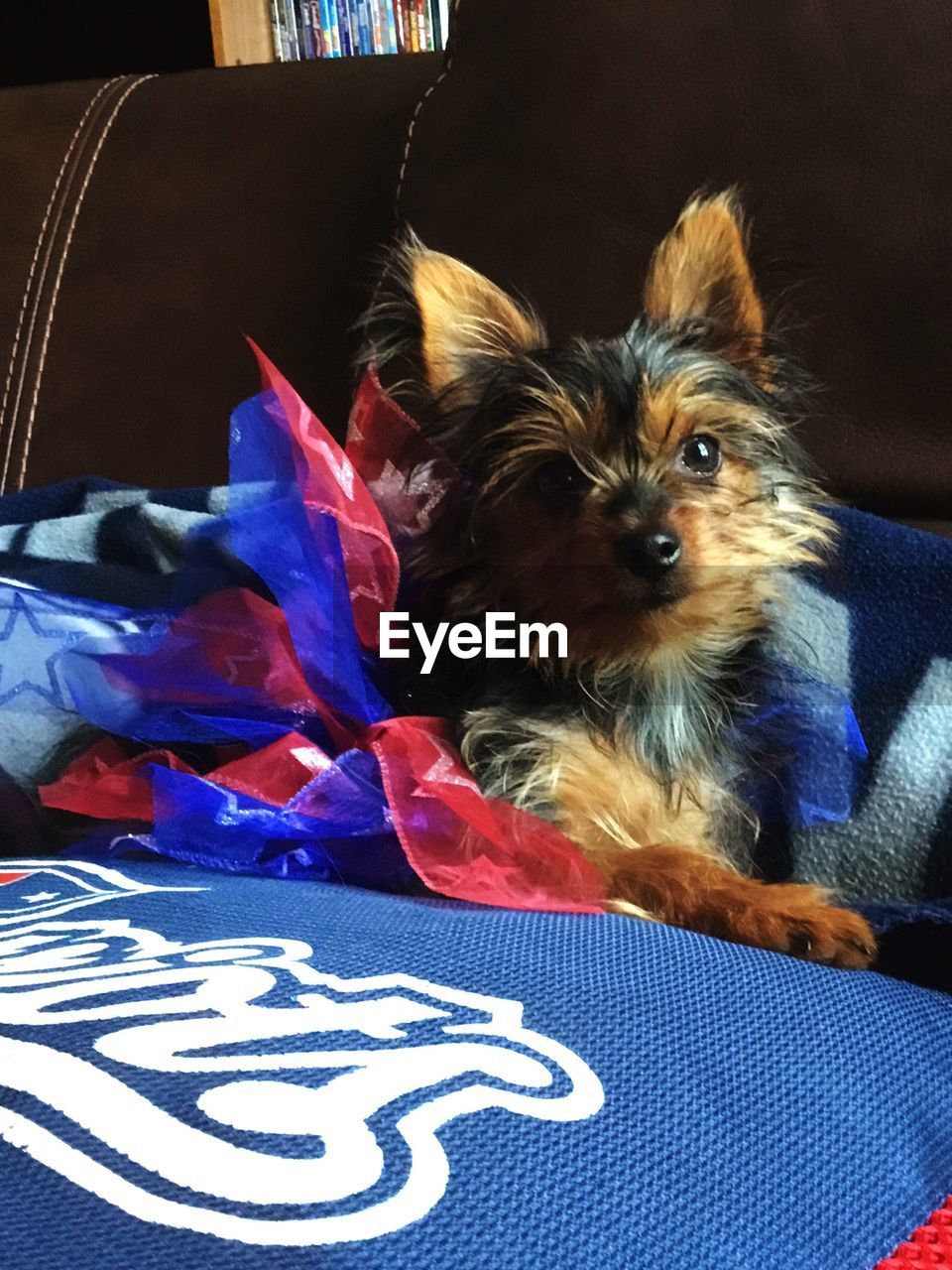 Close-up of yorkshire terrier on sofa at home