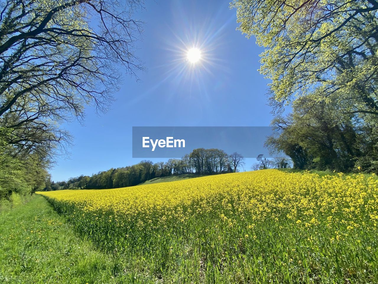 Scenic view of oilseed rape field against sky