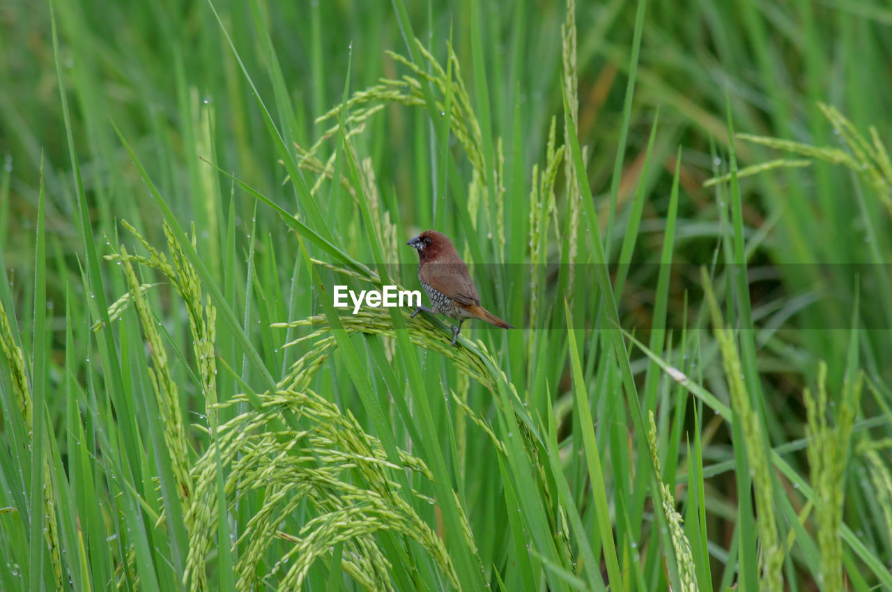 Bird perching on grass in field