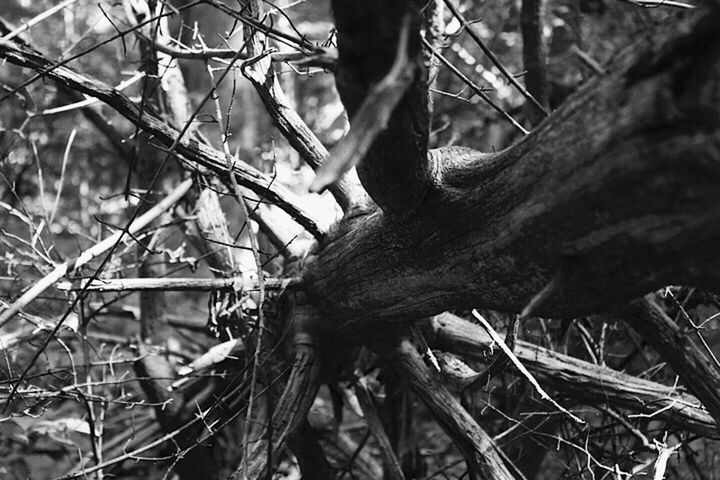 CLOSE-UP OF TREE TRUNK IN FOREST