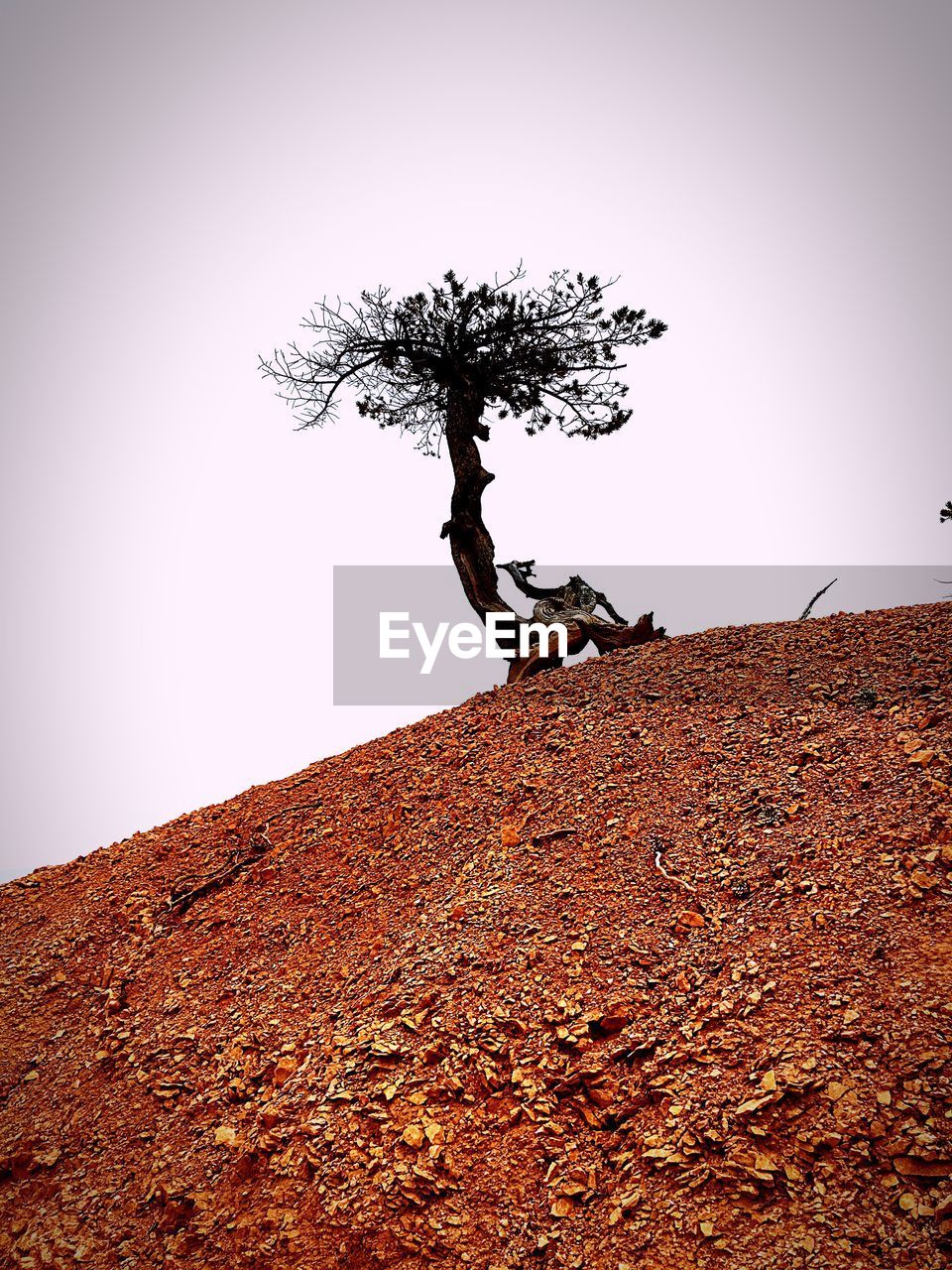 Single tree on landscape against clear sky