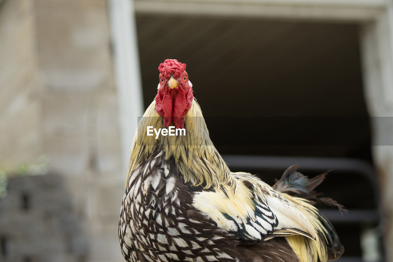 Close-up portrait of rooster standing against built structure