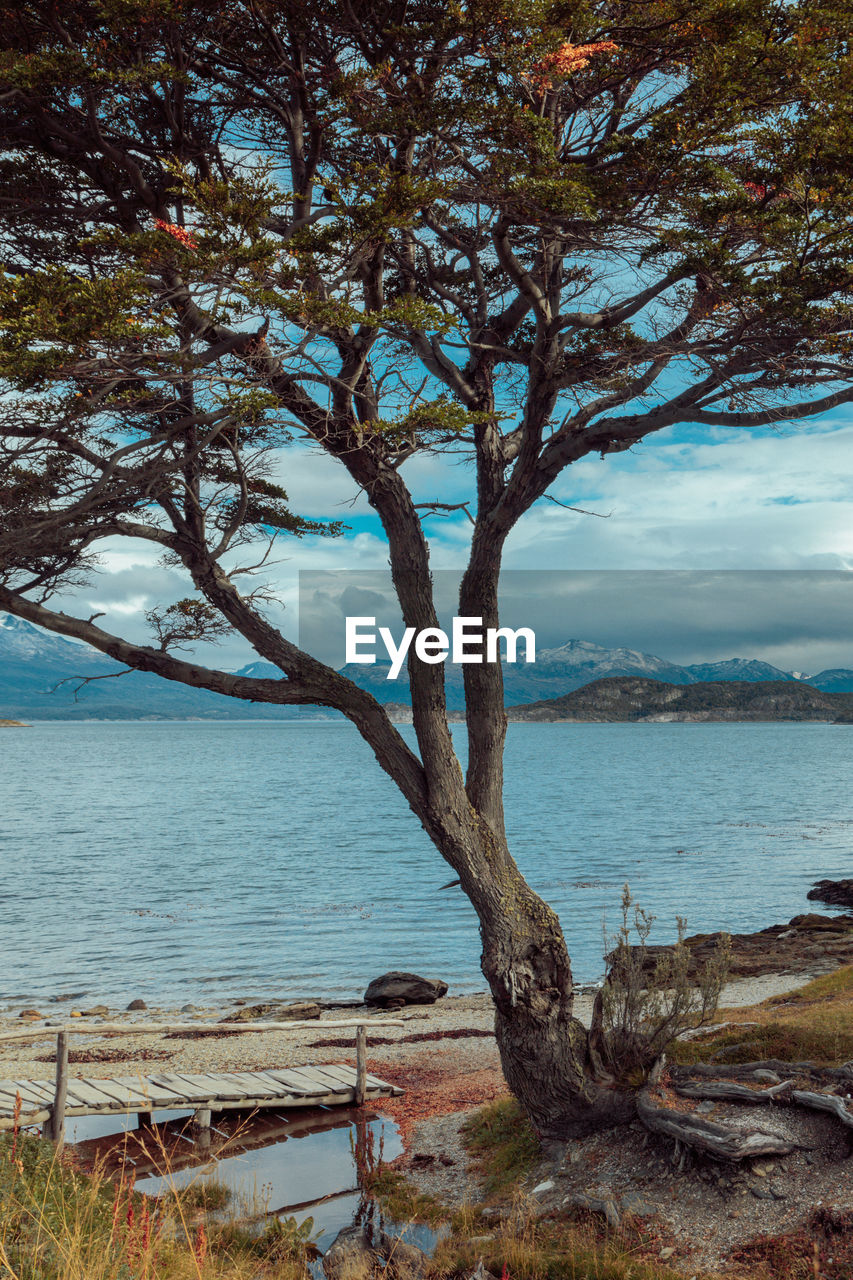 Tree by sea against sky