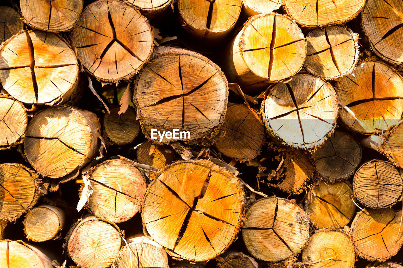 FULL FRAME SHOT OF FIREWOOD IN FOREST