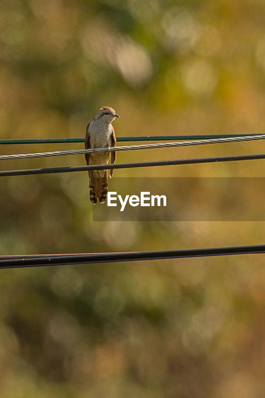 CLOSE-UP OF BIRD PERCHING ON METAL WIRE