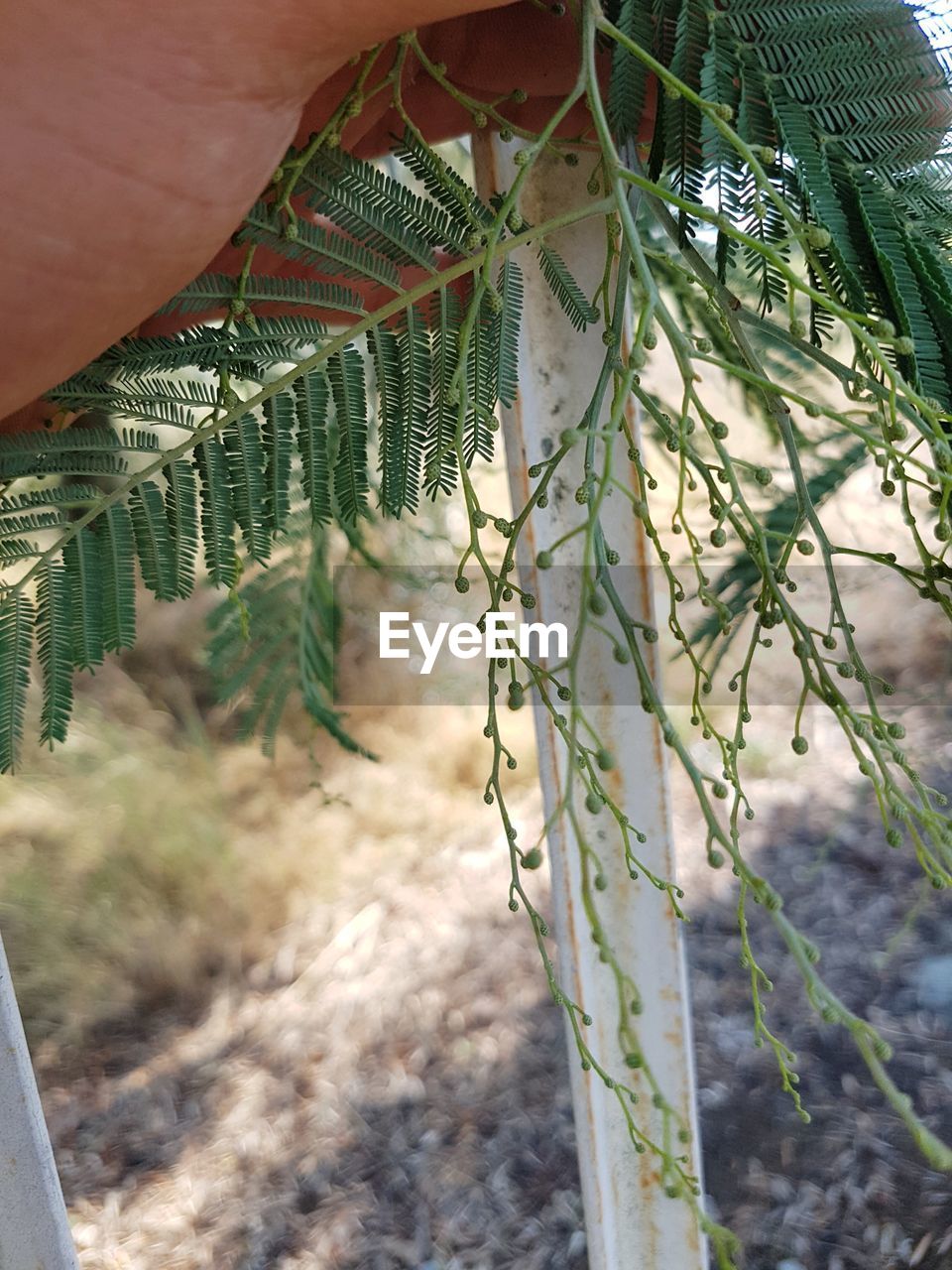 CLOSE-UP OF FRESH PLANT