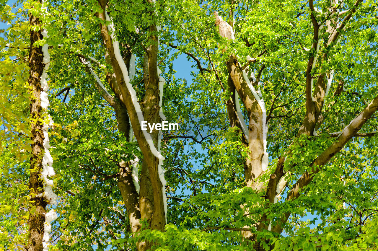 Low angle view of trees in forest