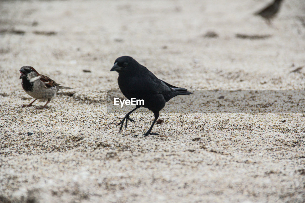 Two birds on the beach,  sparrows and earwigs soaring between the sand and the sea.