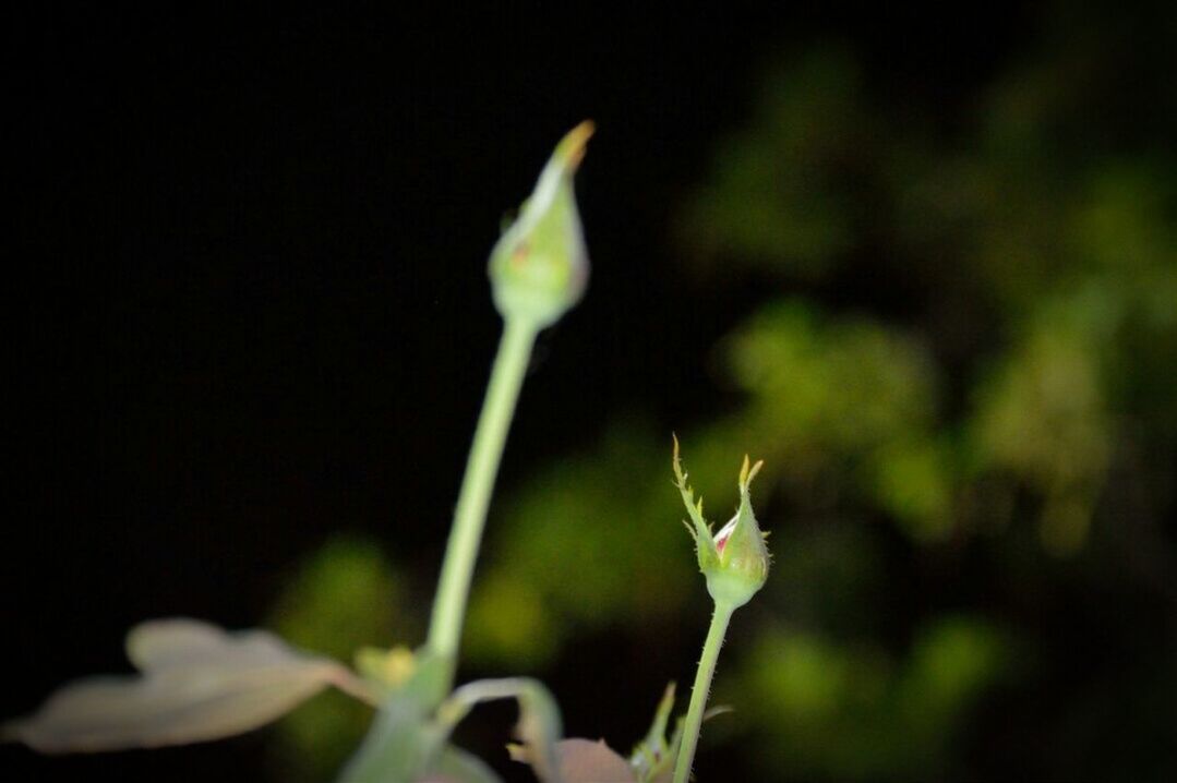 CLOSE-UP OF PLANT AGAINST BLURRED BACKGROUND