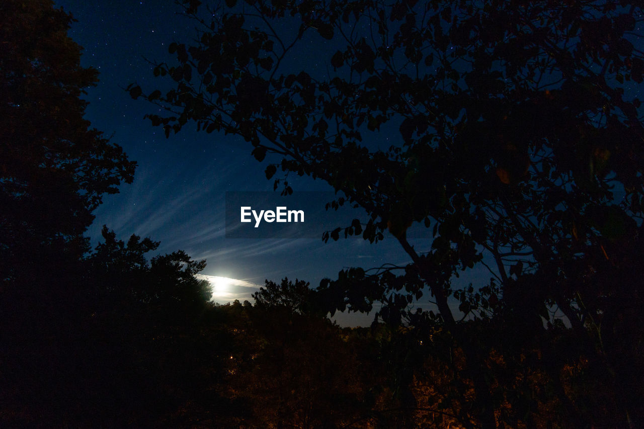 LOW ANGLE VIEW OF SILHOUETTE TREES AGAINST SKY