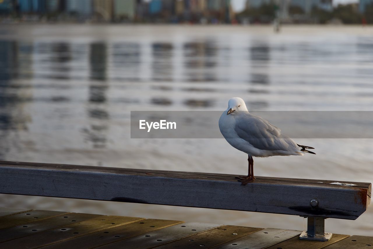 Seagull perching on railing