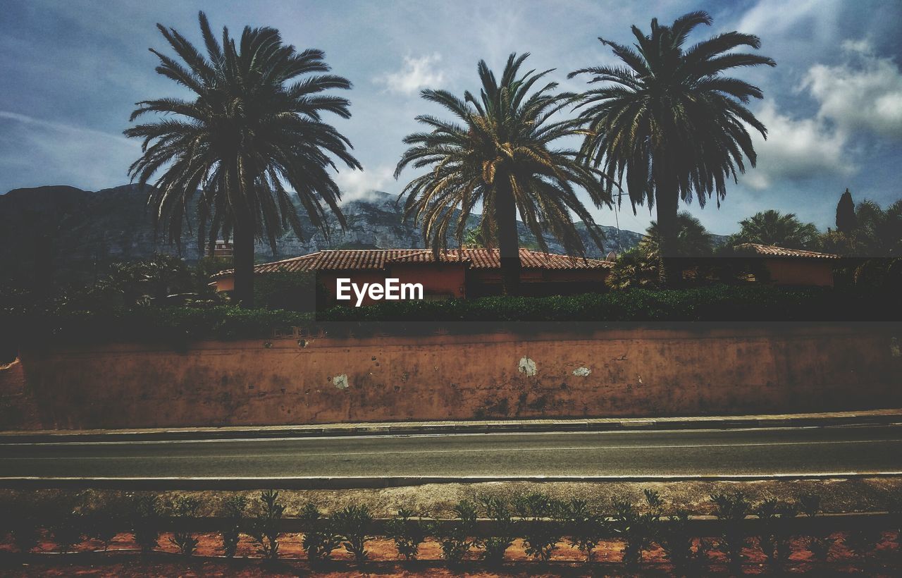 PALM TREES