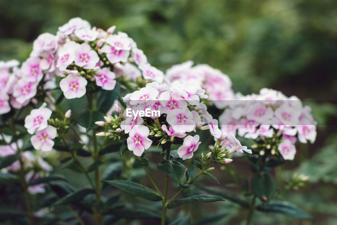 flower, plant, flowering plant, pink, beauty in nature, freshness, nature, close-up, fragility, plant part, flower head, blossom, leaf, focus on foreground, inflorescence, no people, petal, growth, outdoors, botany, springtime, selective focus, day, summer