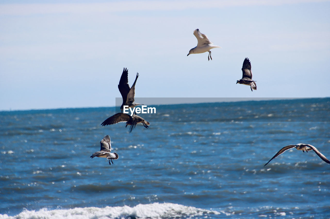 SEAGULLS FLYING OVER SEA AGAINST SKY