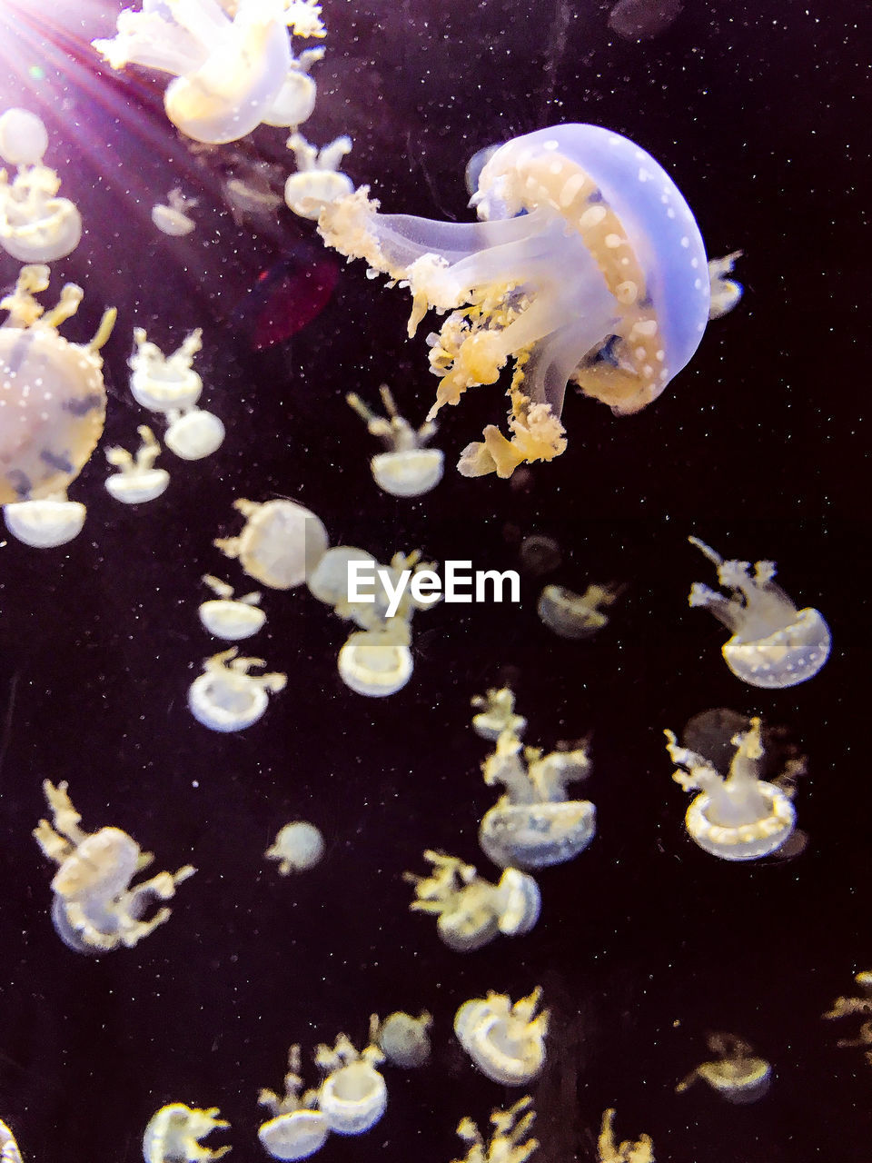 CLOSE-UP OF JELLYFISH