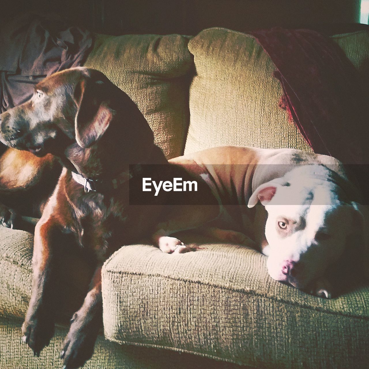 CLOSE-UP OF DOG SLEEPING ON SOFA