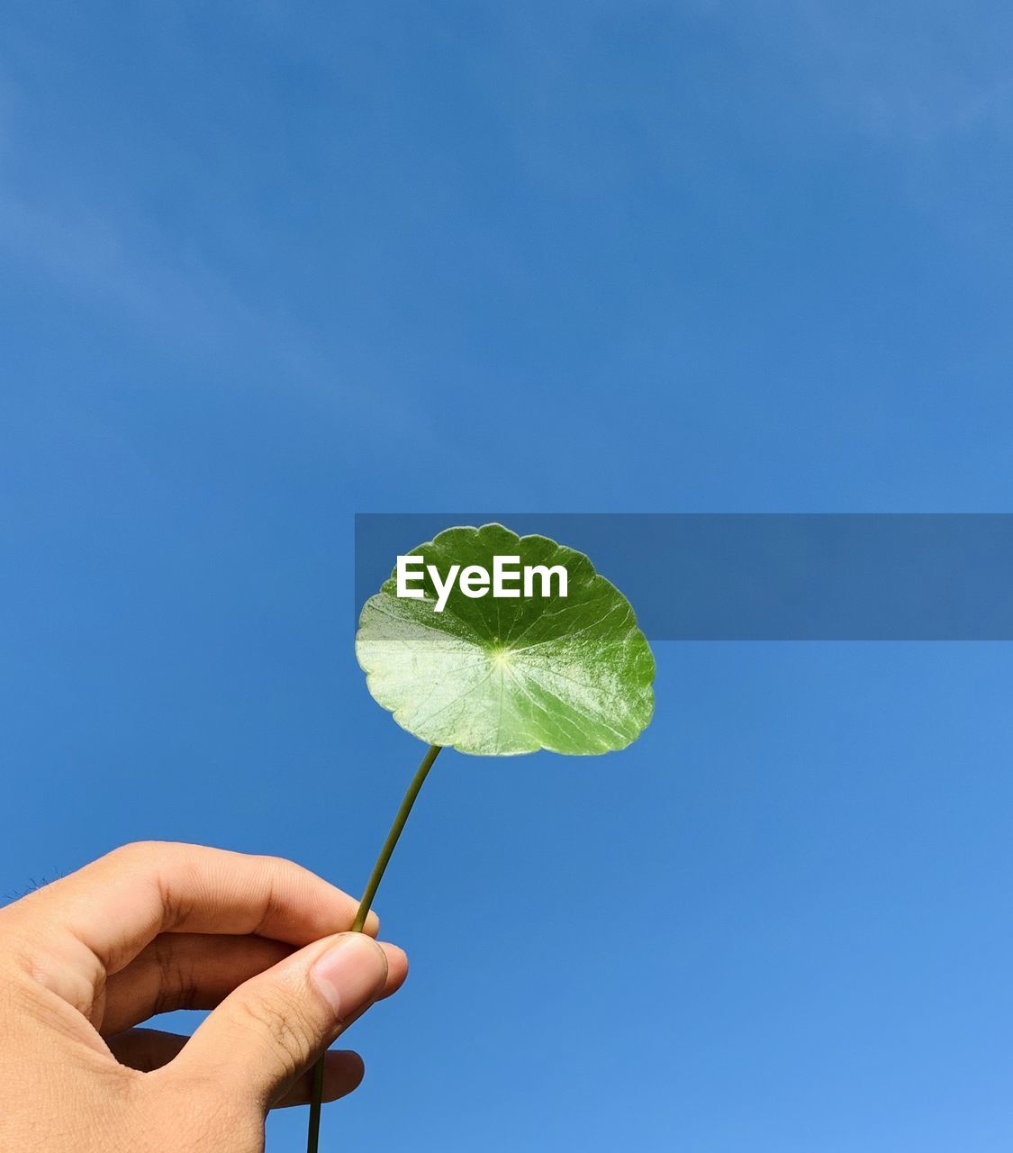 Close-up of hand holding leaf against blue sky