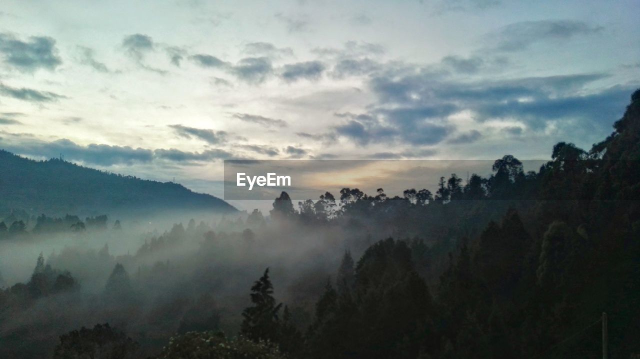 PANORAMIC VIEW OF FOREST AGAINST SKY