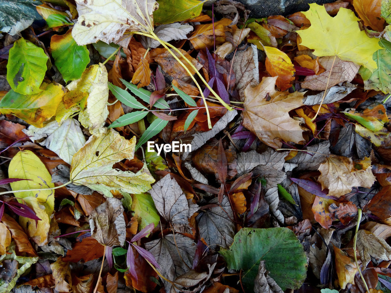 HIGH ANGLE VIEW OF DRY MAPLE LEAVES ON FIELD