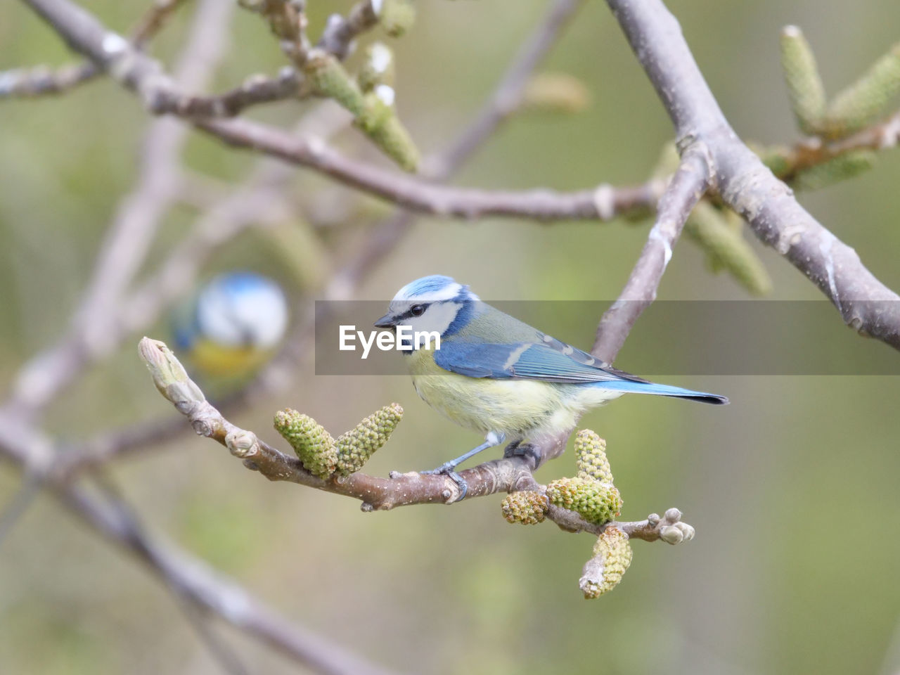 Close-up of bird perching on branch