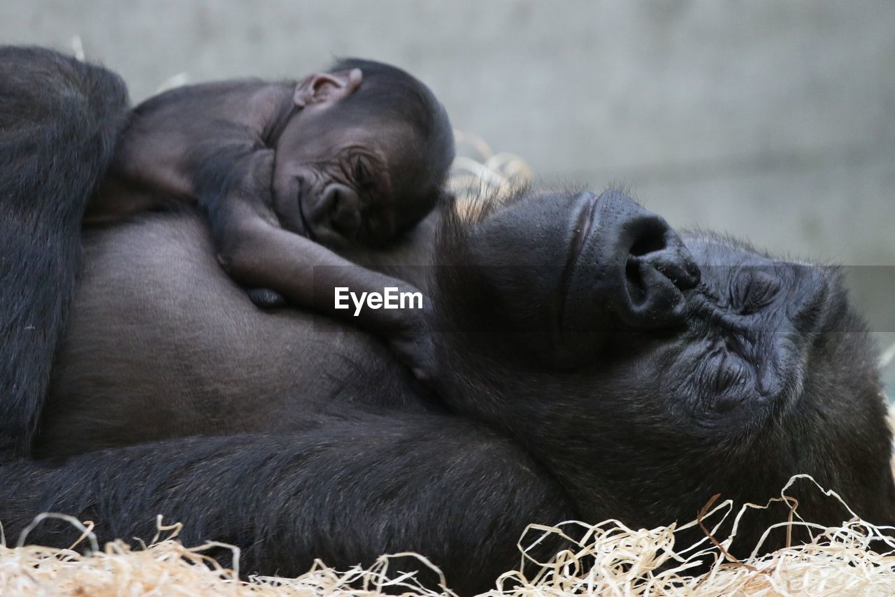 Close-up of gorilla with infant relaxing on field