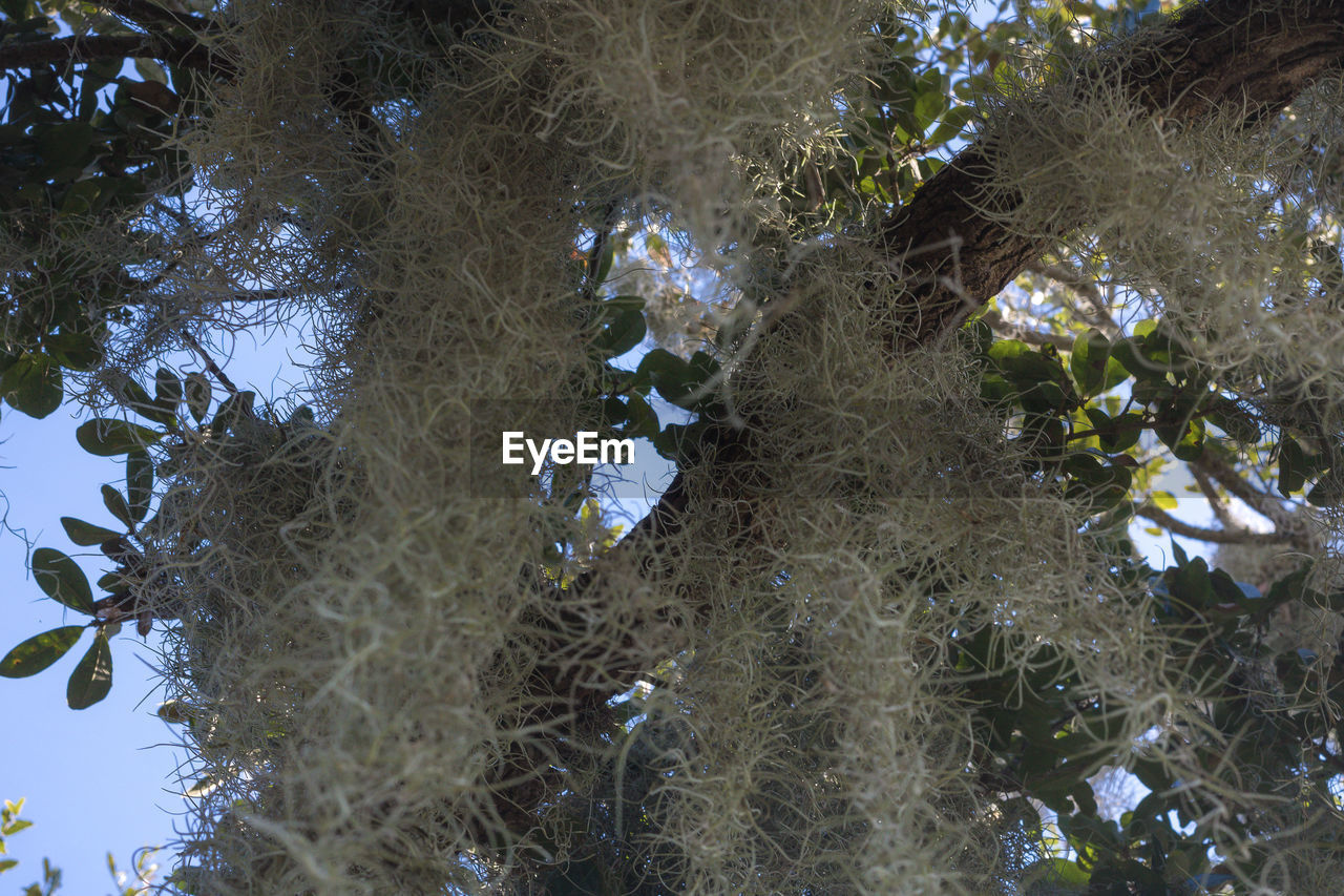 HIGH ANGLE VIEW OF TREE LEAVES FLOATING ON WATER