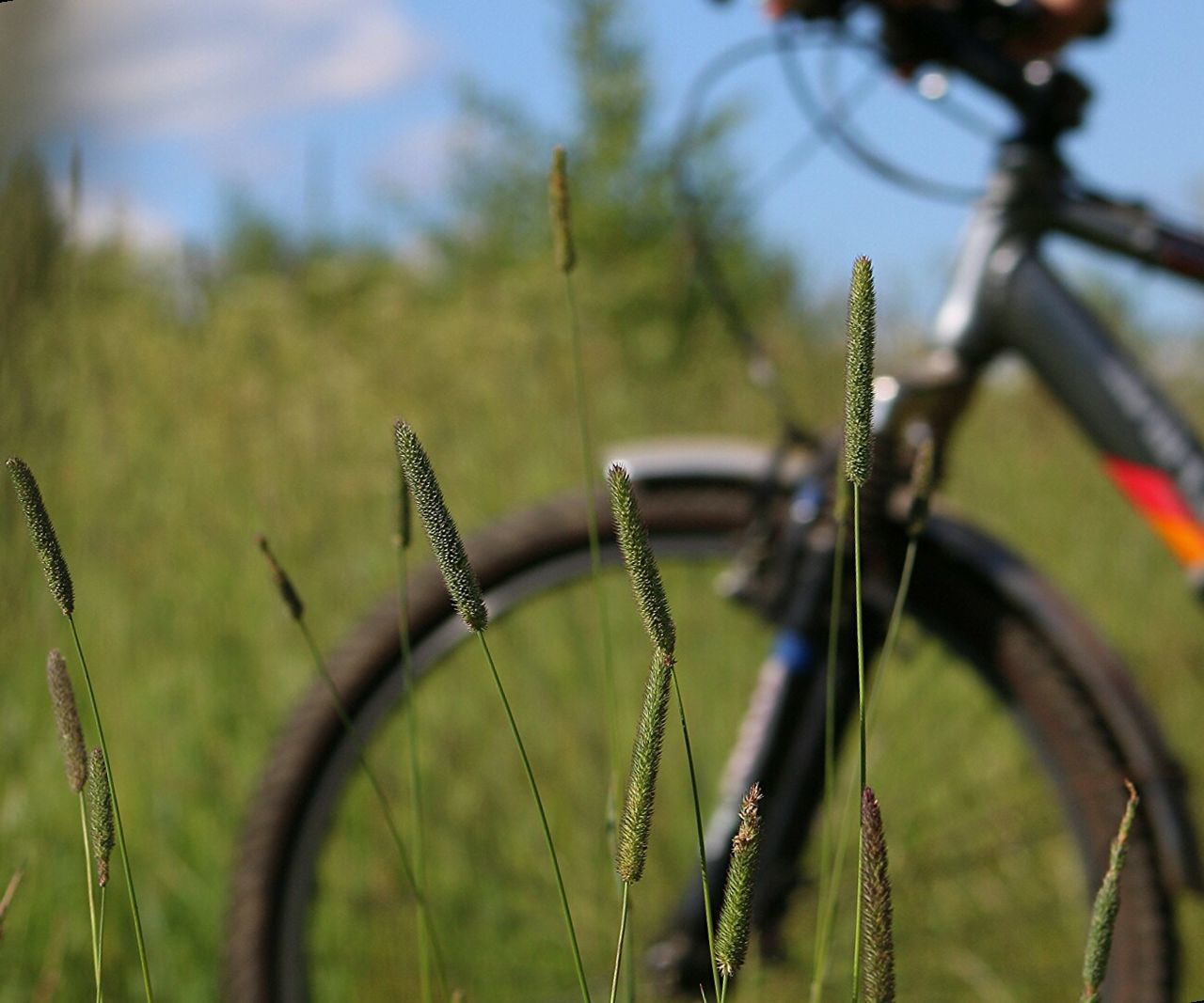 Close-up of plants against bicycle in field