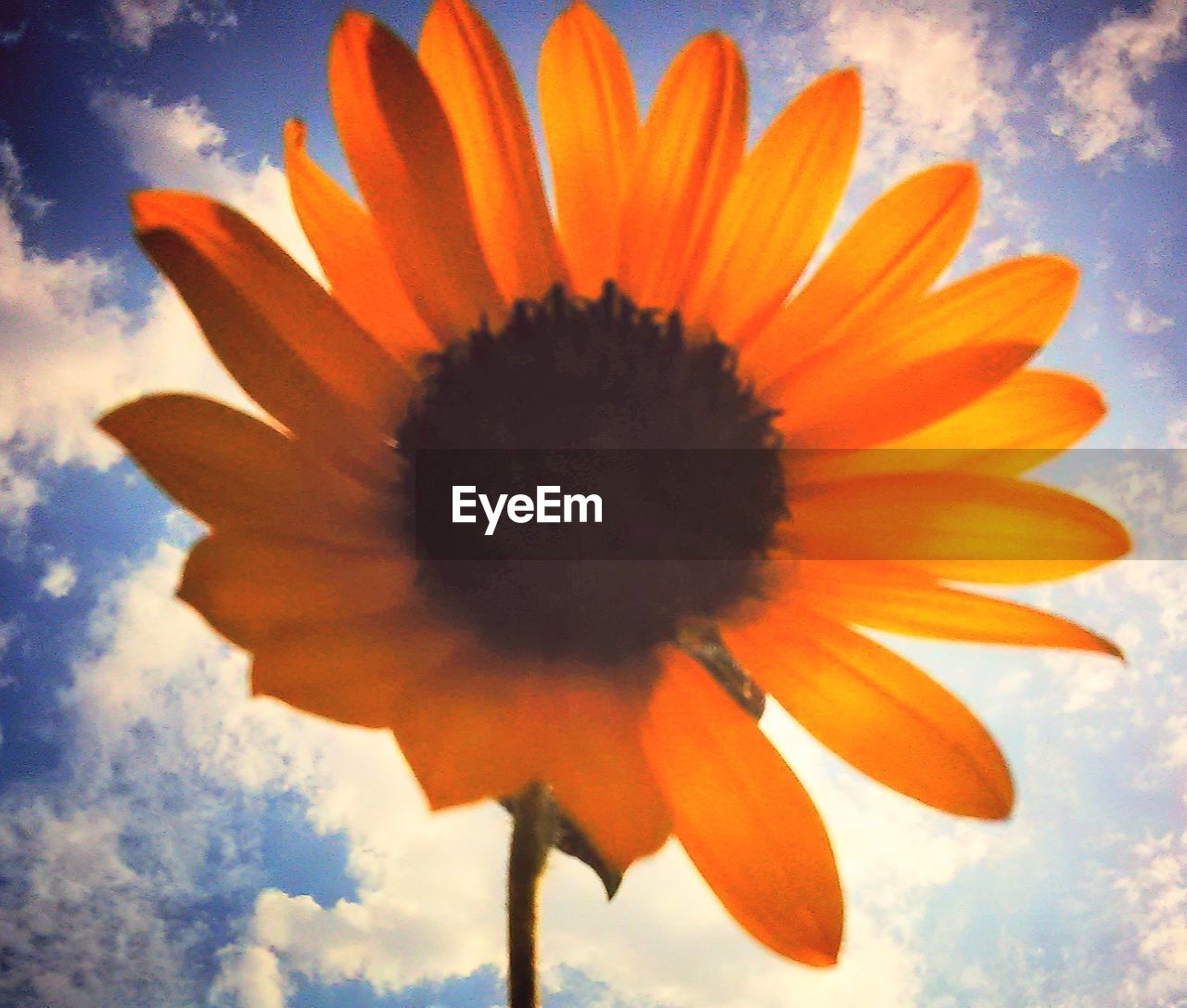 CLOSE-UP OF ORANGE FLOWER BLOOMING AGAINST SKY