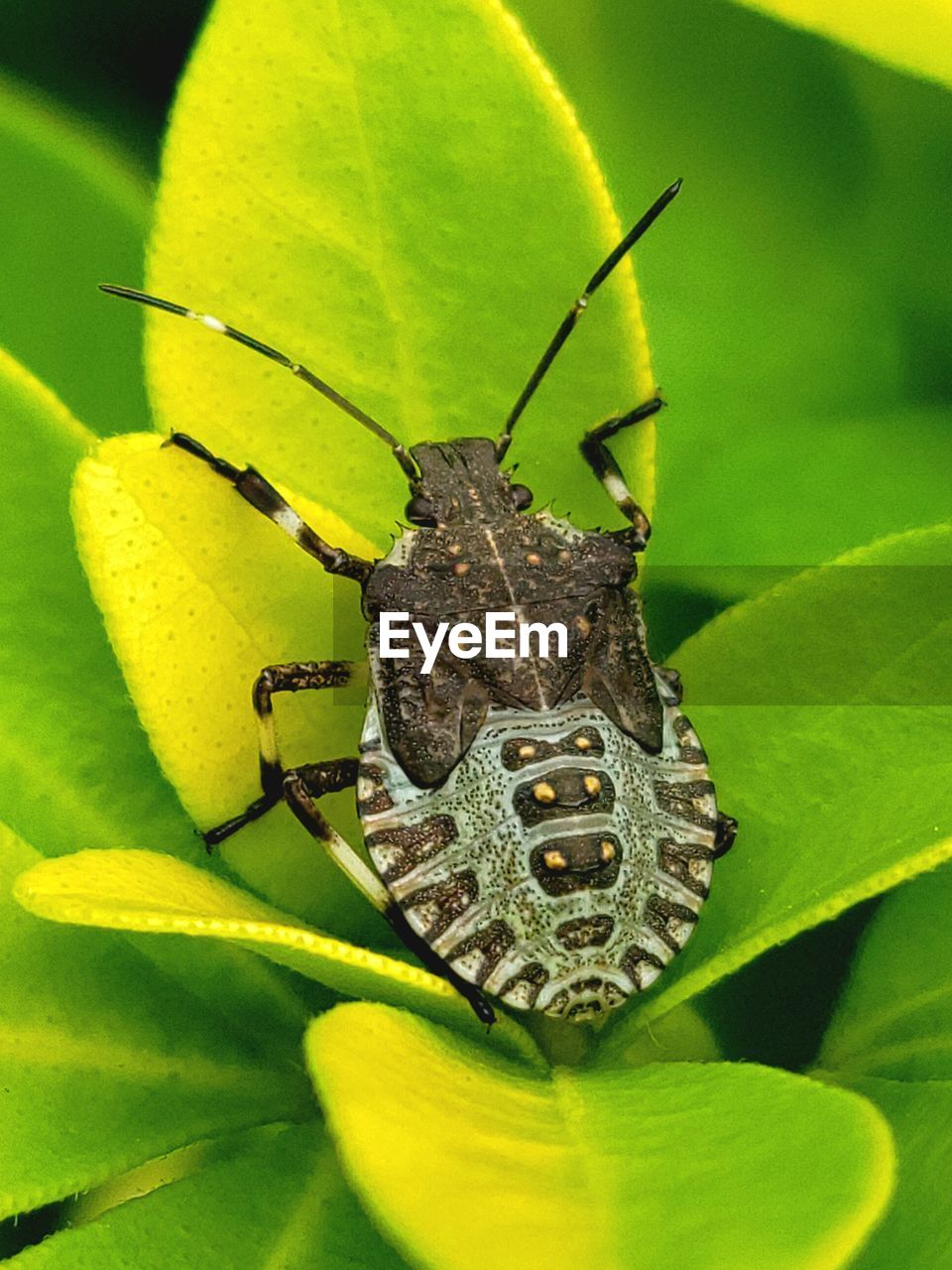 animal themes, animal, animal wildlife, one animal, insect, leaf, plant part, wildlife, close-up, green, nature, macro photography, yellow, plant, animal body part, no people, beauty in nature, flower, macro, outdoors, beetle, day, animal antenna, animal wing
