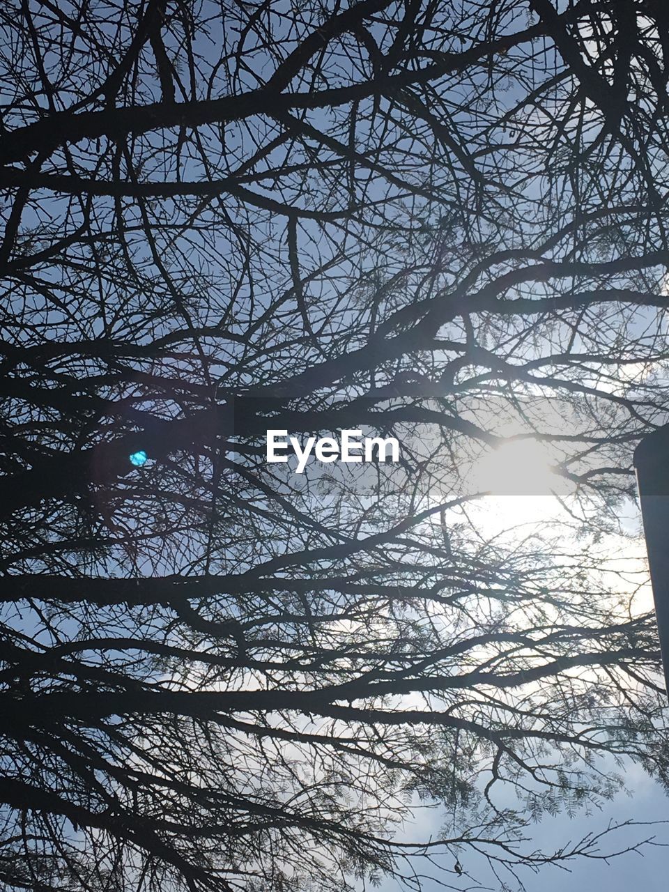 LOW ANGLE VIEW OF BARE TREES AGAINST SKY