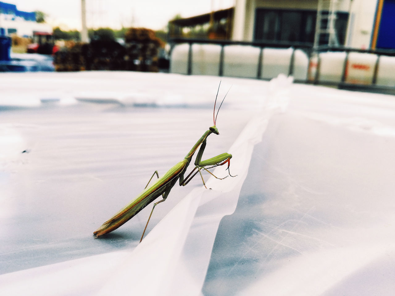 Side view of praying mantis on paper