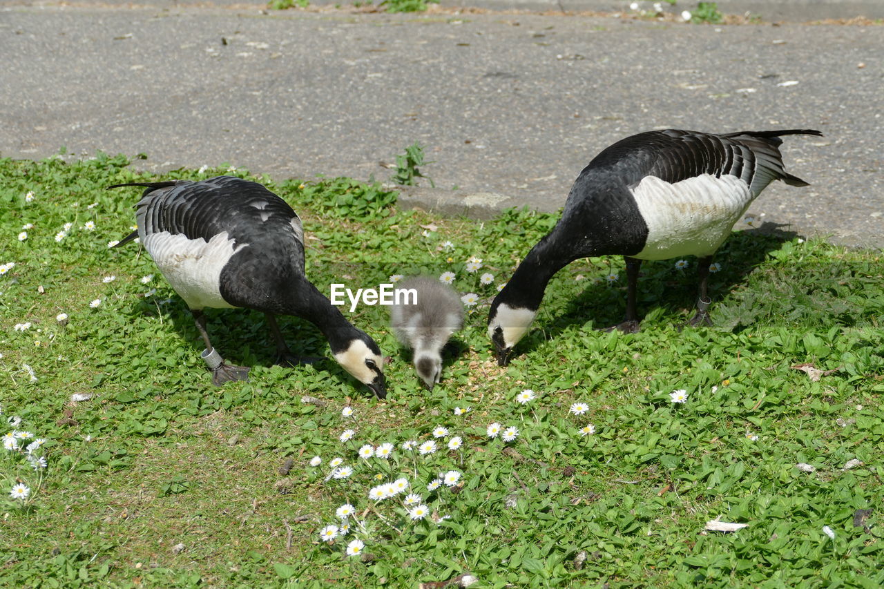 animal, animal themes, bird, group of animals, wildlife, animal wildlife, grass, nature, plant, no people, day, water bird, high angle view, two animals, land, field, green, black, outdoors, duck, young animal