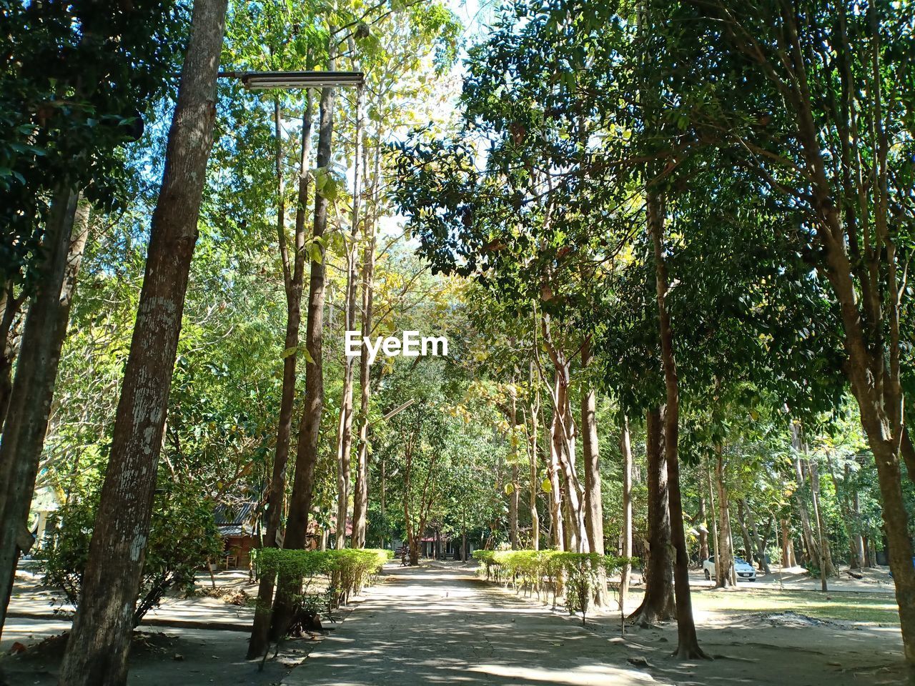 Street amidst trees in city