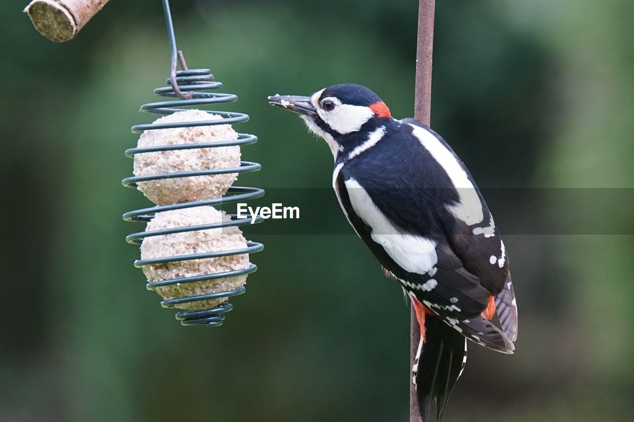 Close-up of great spotted woodpecker perching on feeder