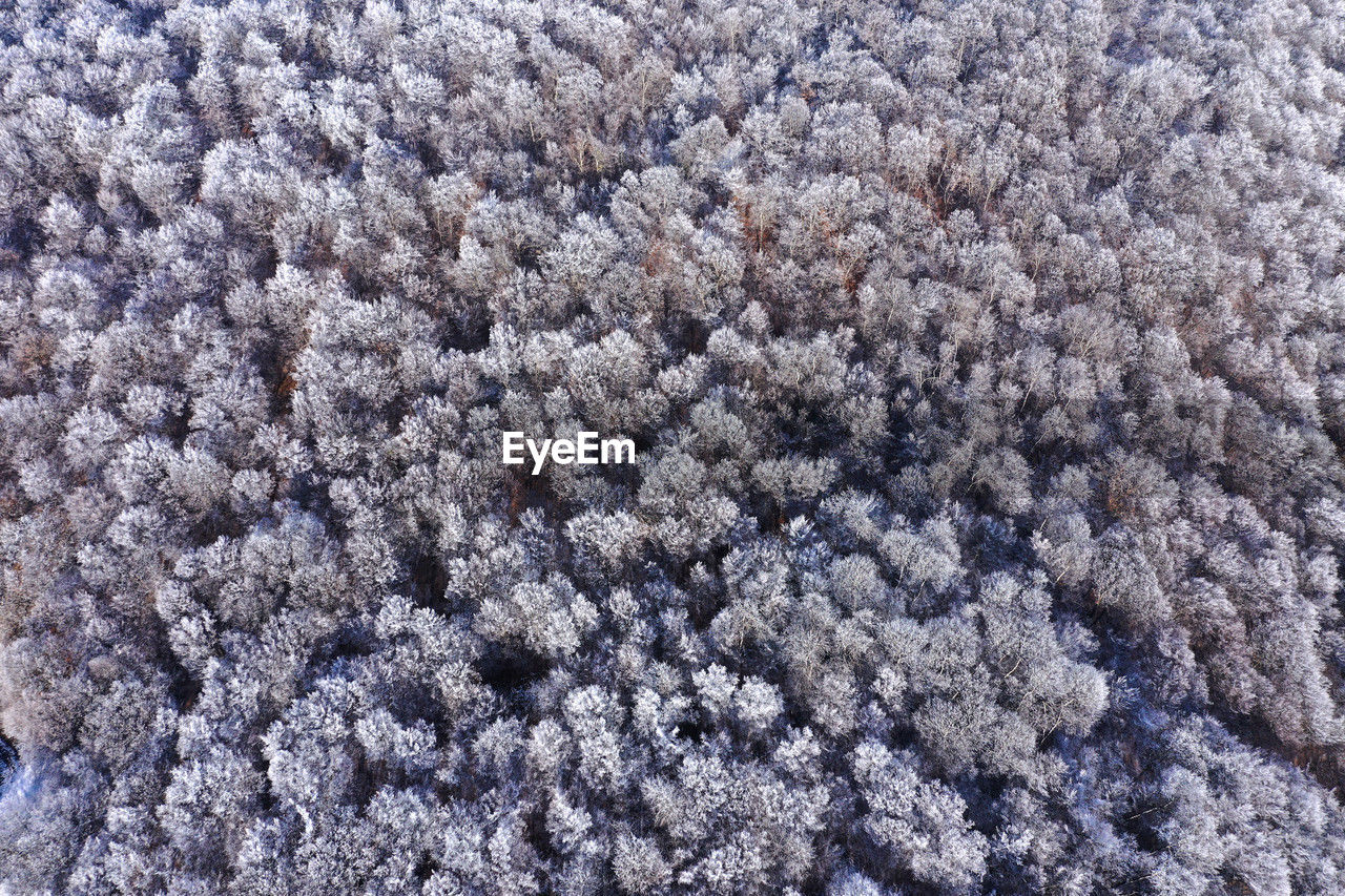 frost, full frame, backgrounds, no people, winter, day, high angle view, nature, cold temperature, snow, textured, beauty in nature, plant, pattern, close-up, outdoors, asphalt, land, flower, field, tranquility, white