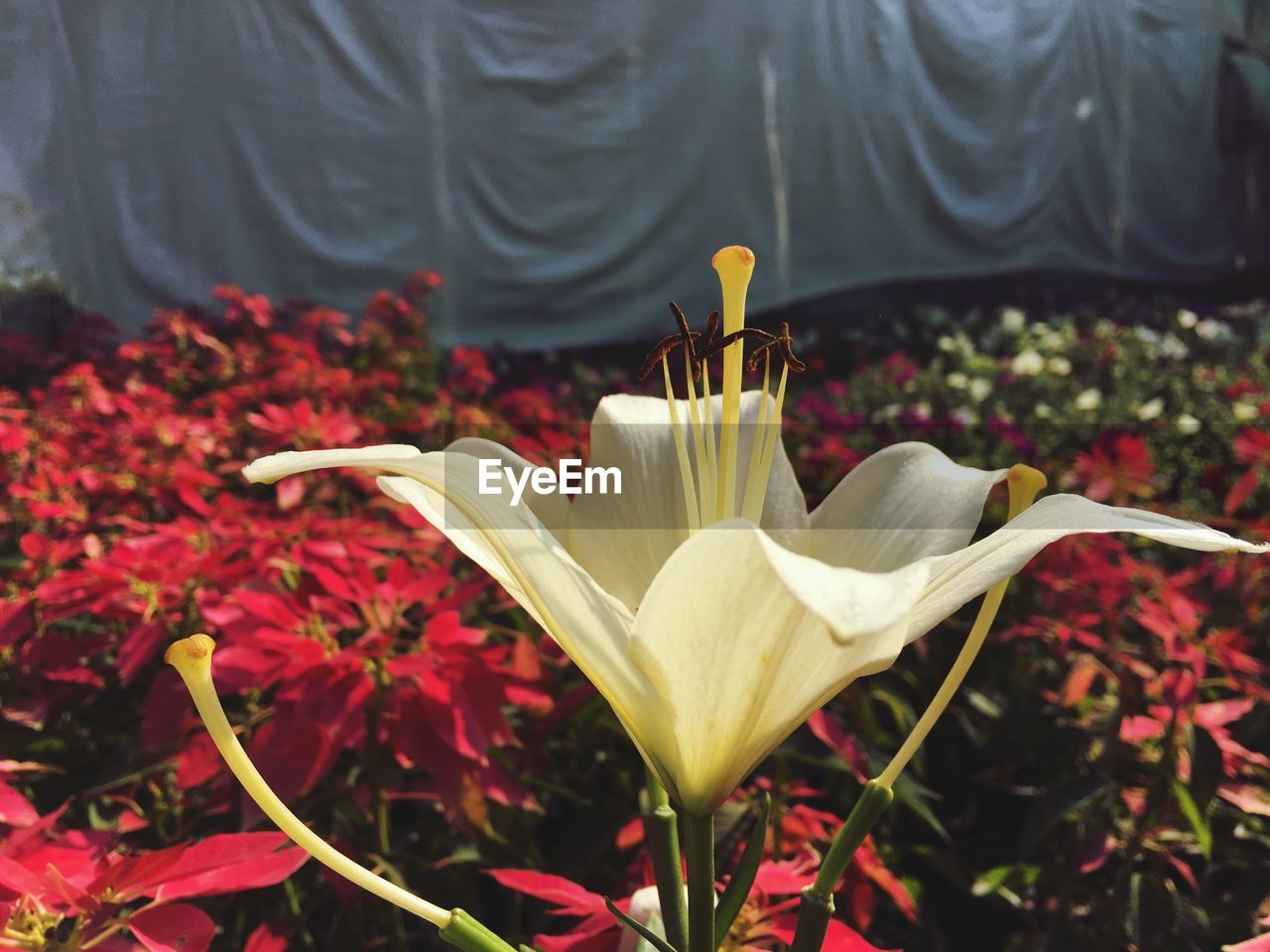 CLOSE-UP OF FLOWERS AGAINST BLURRED BACKGROUND
