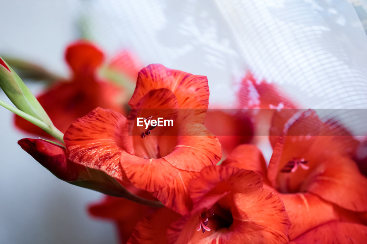 CLOSE-UP OF RED FLOWER