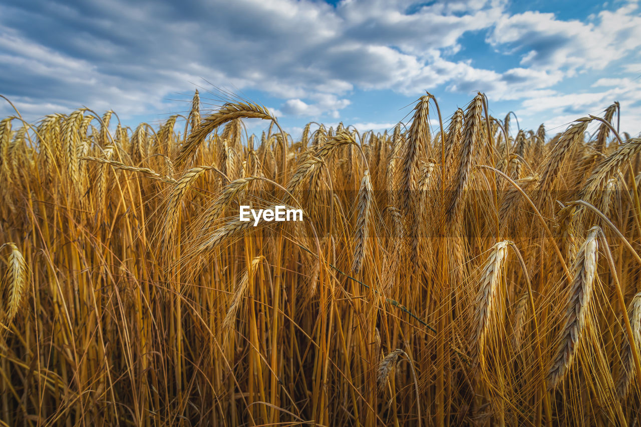 Cornfield in summer yust before harvest