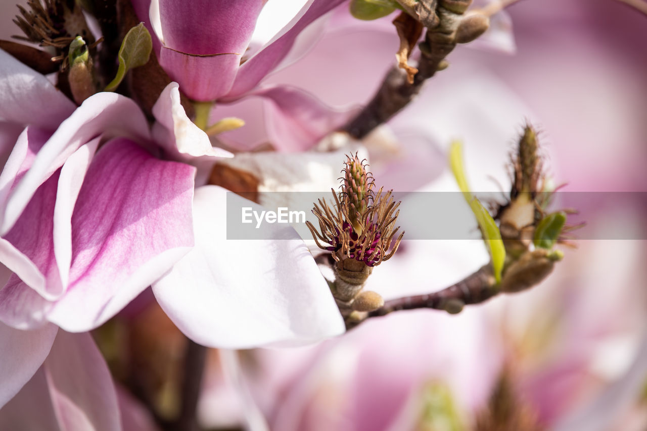 Close-up of pink rose flower