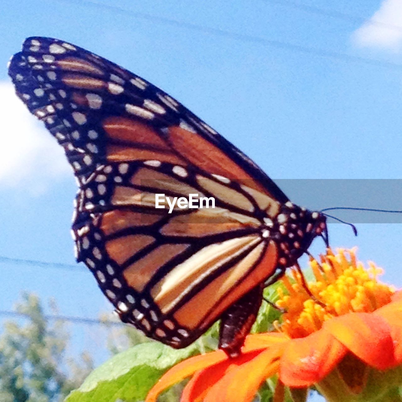 CLOSE-UP OF BUTTERFLY PERCHING ON TREE