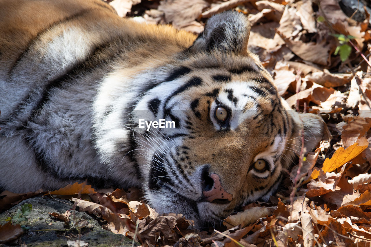 close-up of tiger in forest