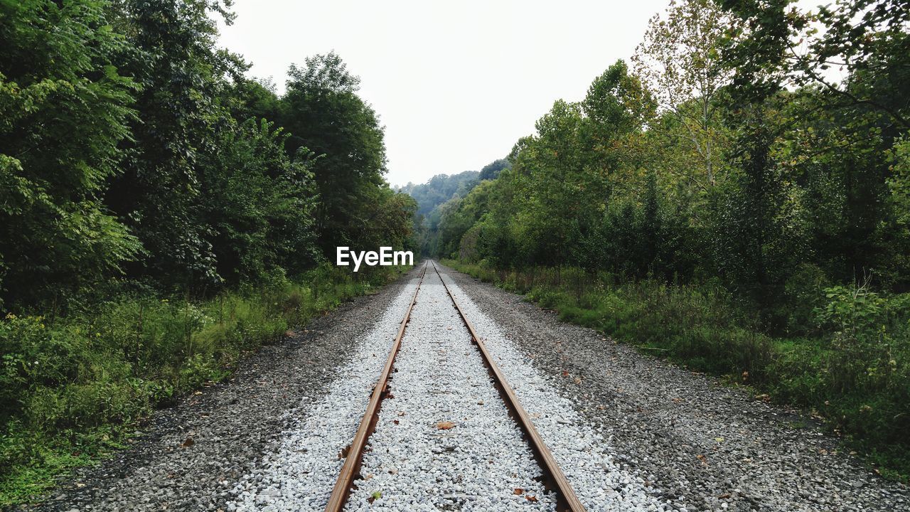 RAILROAD TRACK AMIDST TREES