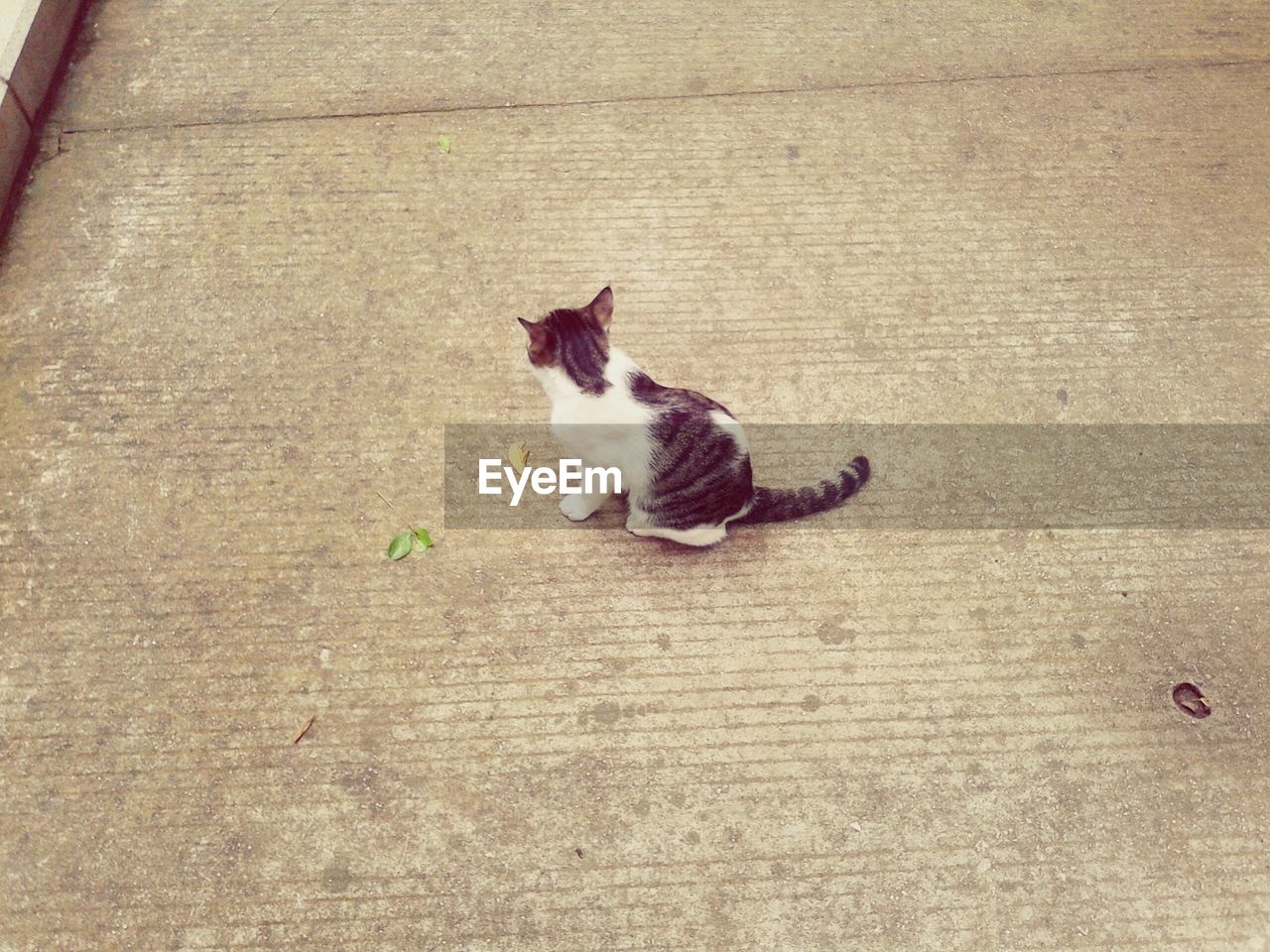 CAT LYING ON TILED FLOOR