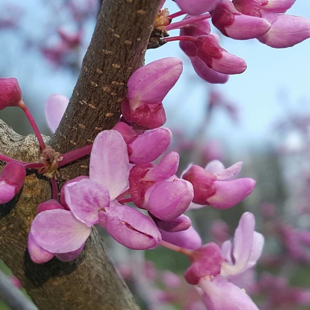 CLOSE-UP OF PINK FLOWERS AGAINST BLURRED BACKGROUND