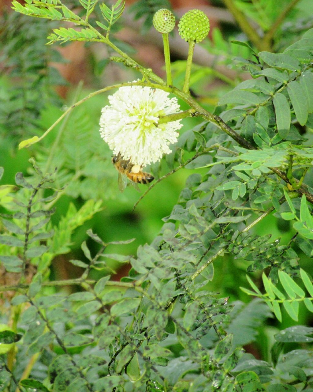 CLOSE-UP OF HONEY BEE ON FLOWER