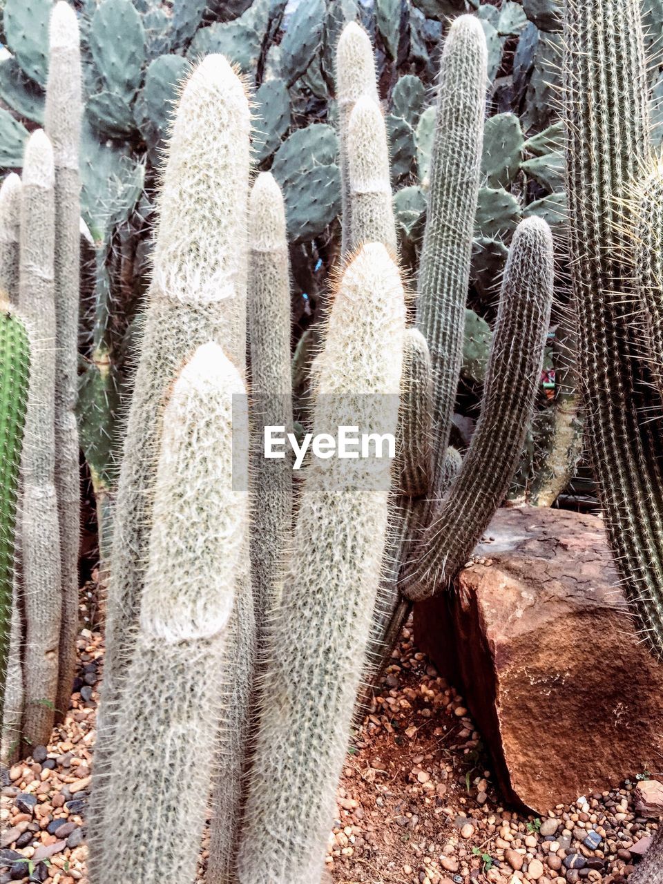 FULL FRAME SHOT OF RED CACTUS ON PLANT