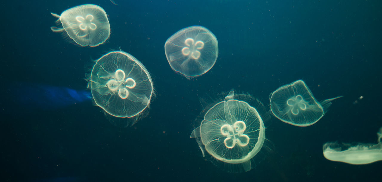 Close-up of jellyfish underwater